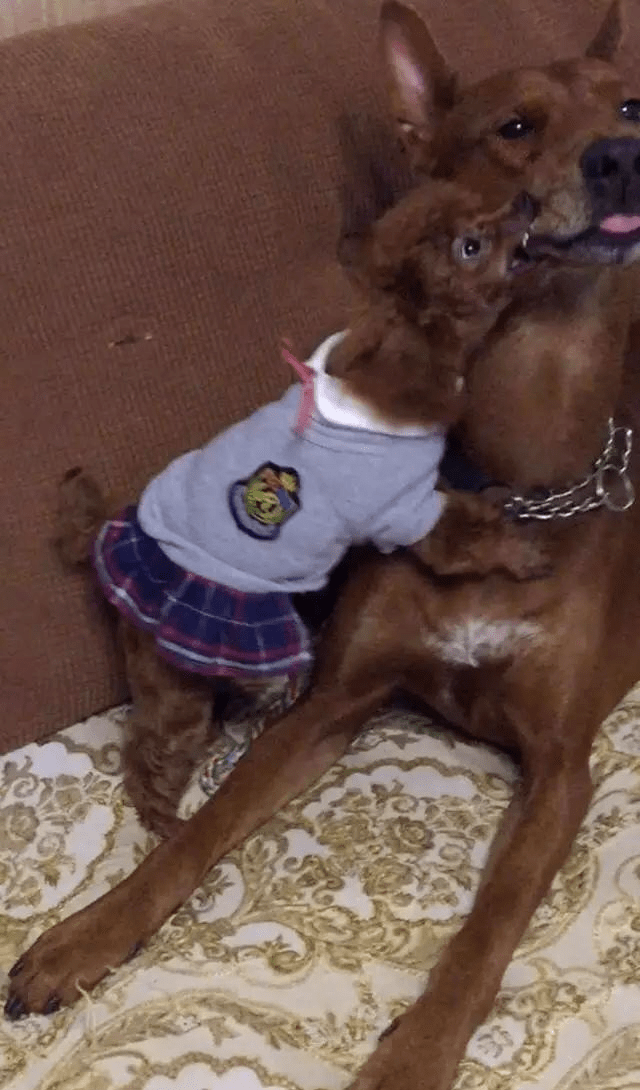 小泰迪就想跟大狗亲热大狗的表情无奈极了