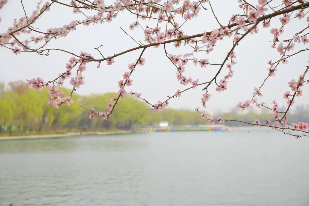 颐和园|春分花烂漫！北京市属公园这份赏花攻略请收好