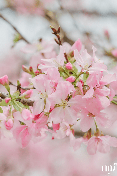 广州春日樱花林限时绽放