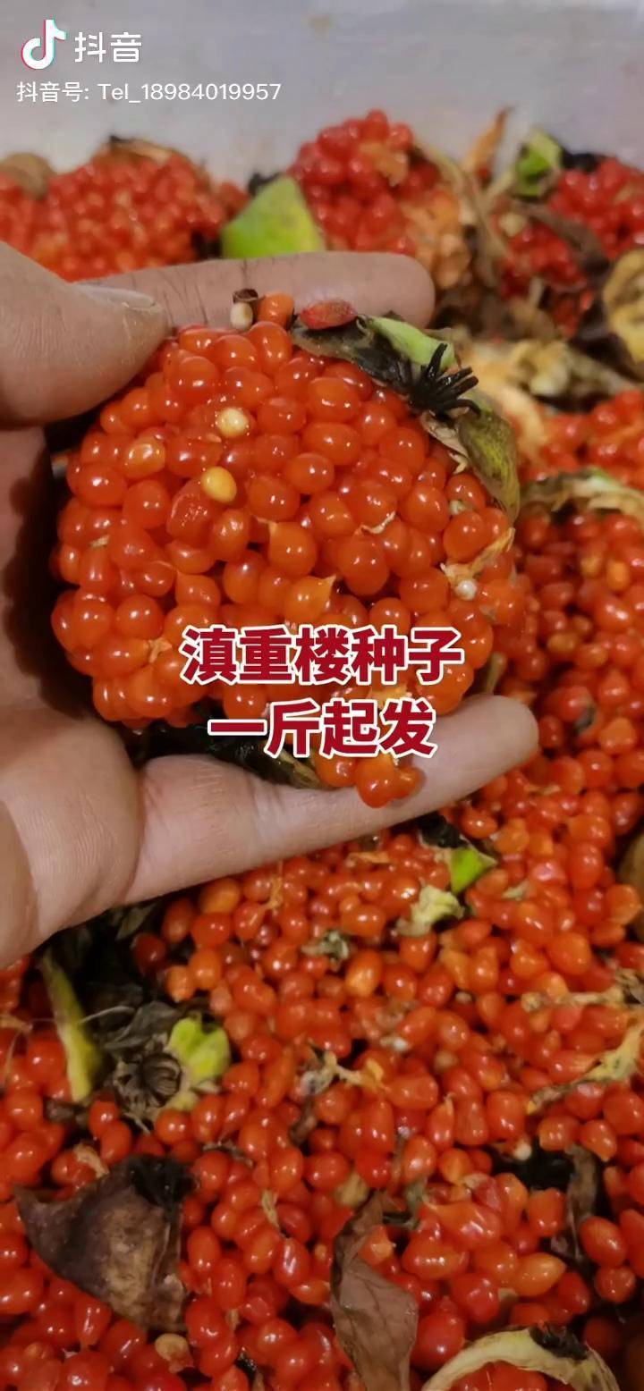 重楼重楼种子滇重楼种子独角莲七叶一枝花滇重楼种子一斤起发