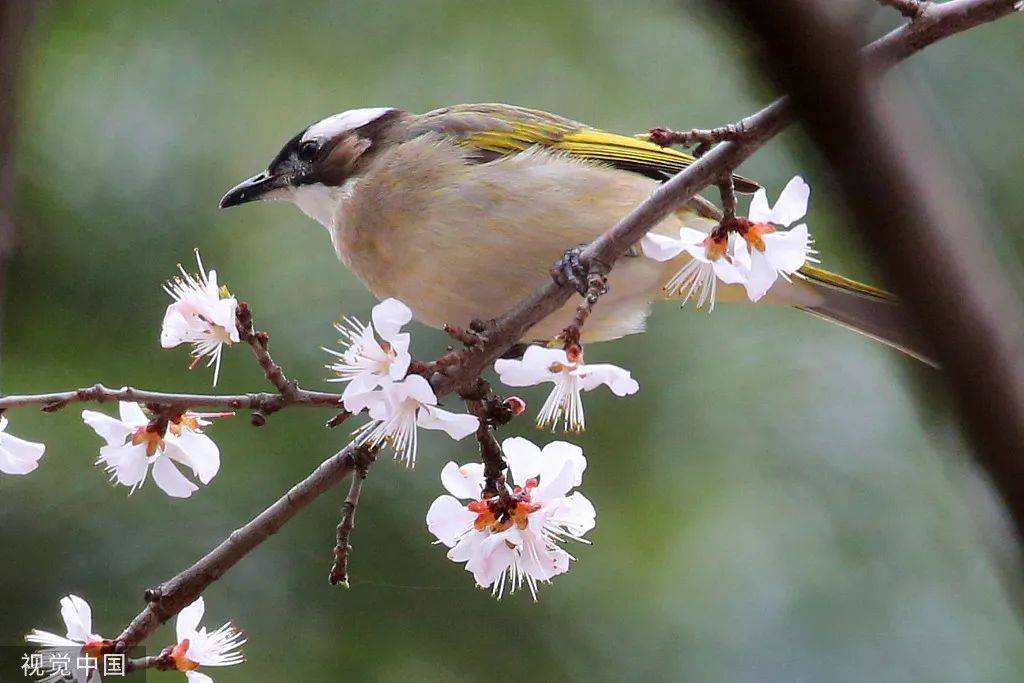 二候雷乃发声新华社发(严钦龙 摄)元鸟,又称玄鸟,即燕子.