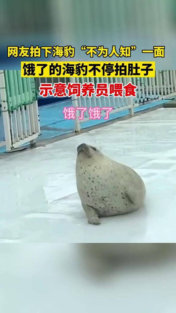 网友拍下海豹不为人知的一面饿了的海豹不停拍肚子示意饲养员喂食