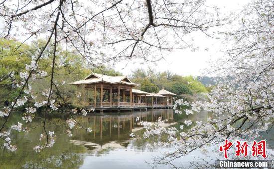 杭州西湖樱花进入最佳观赏期