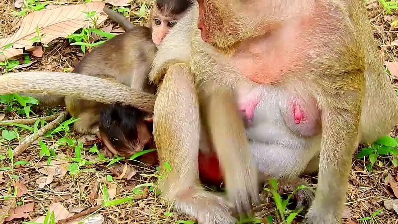 母猴子器官是什么样子图片