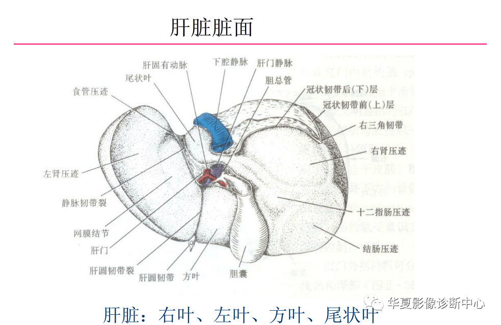 解剖|肝脏影像学与系统解剖