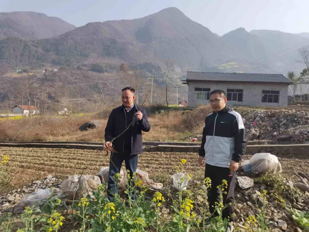 乌龙乡3月17日,乌龙乡党委书记刘威带队到大溪村查看粮油产业发展情况