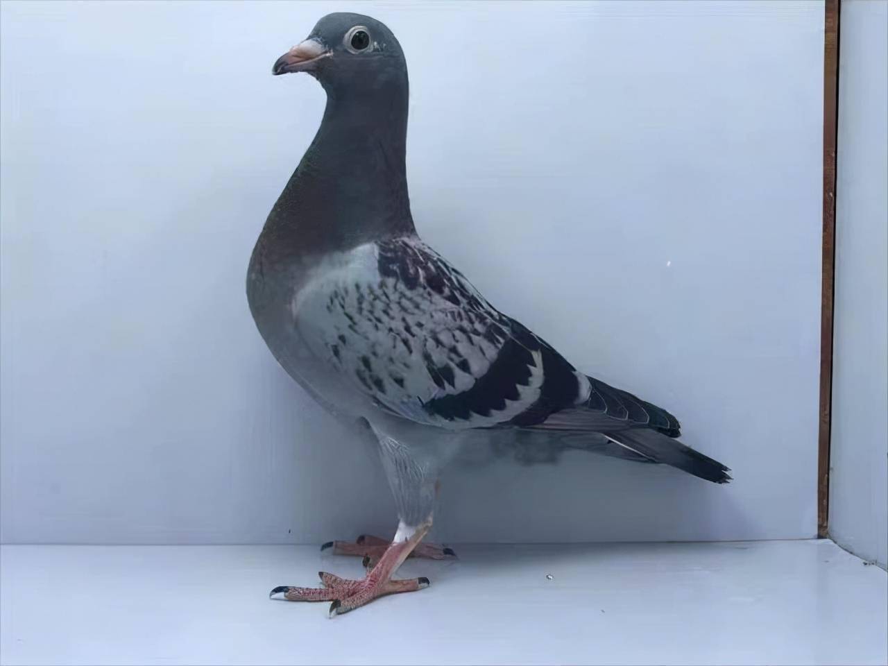 天落鸟这种鸽子能不能用