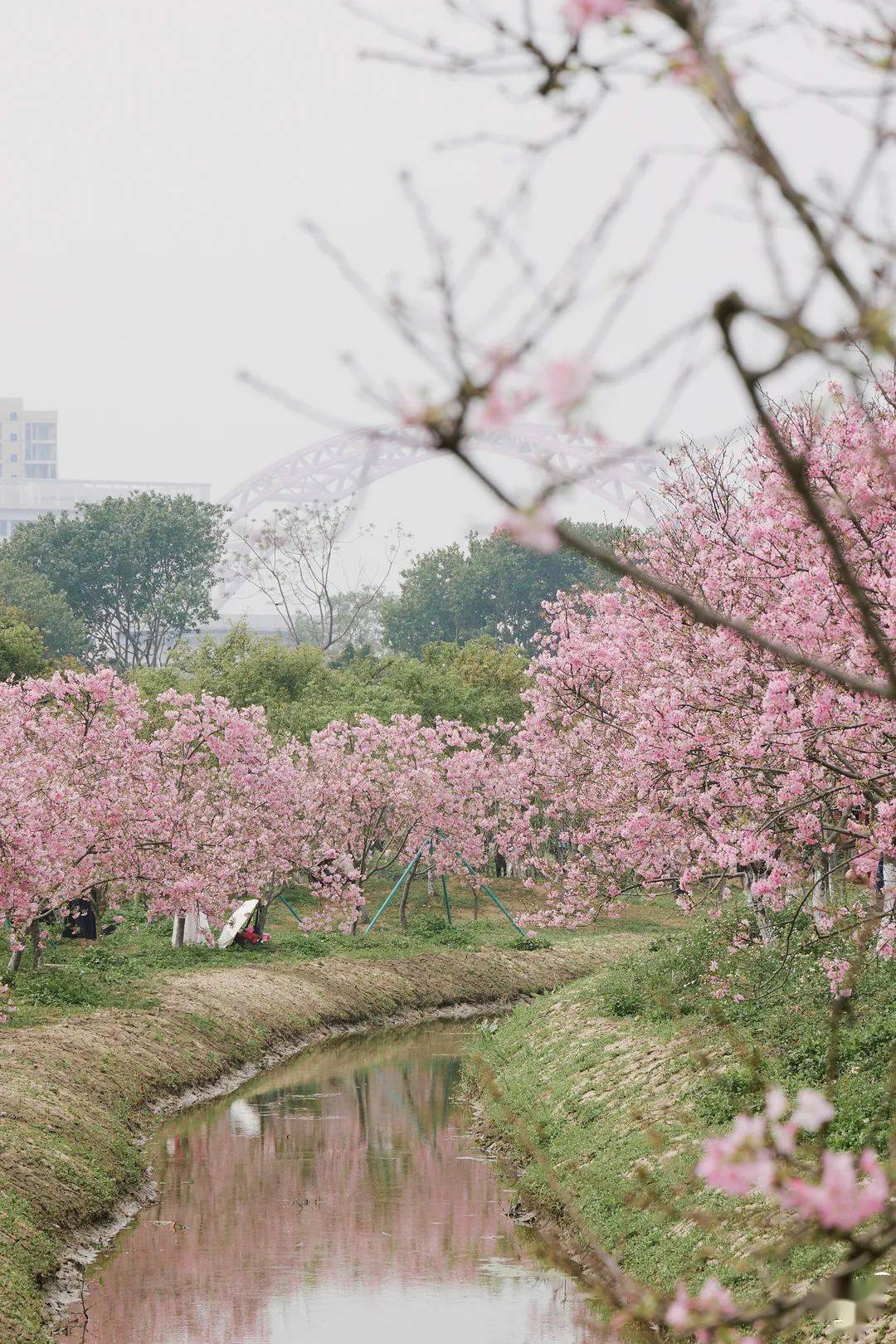 广州「春日樱花林」,限时绽放!