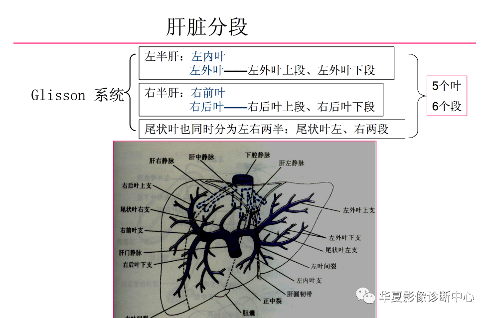 解剖|肝脏影像学与系统解剖