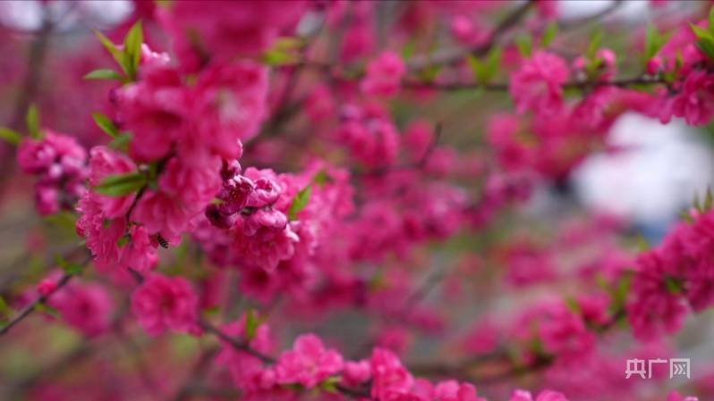 油菜花|邂逅春天｜三花争艳，湖南这处美景藏不住啦！