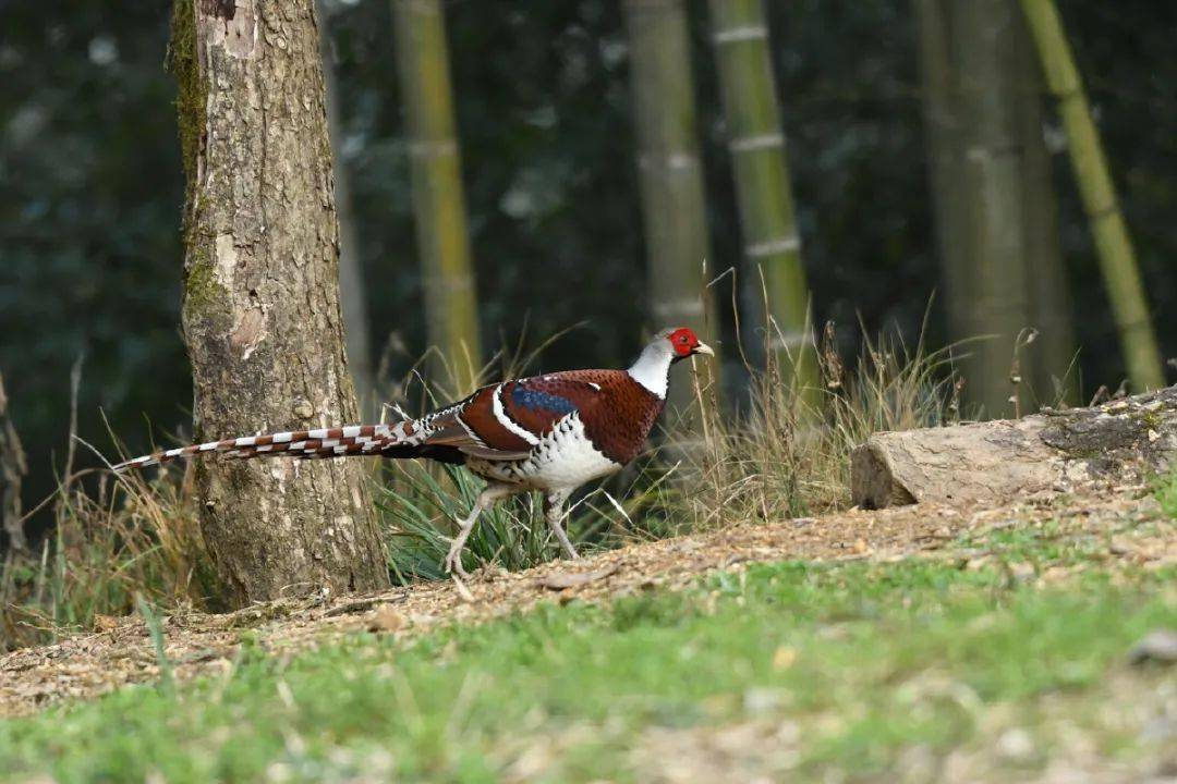 thoracicus灰胸竹鸡,一种小型雉科鸟类,中国特有种,叫声像"地主婆