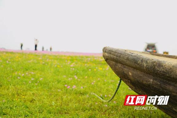 春风|赫山区欧江岔：春风满湖 来仪湖湿地公园十里花开