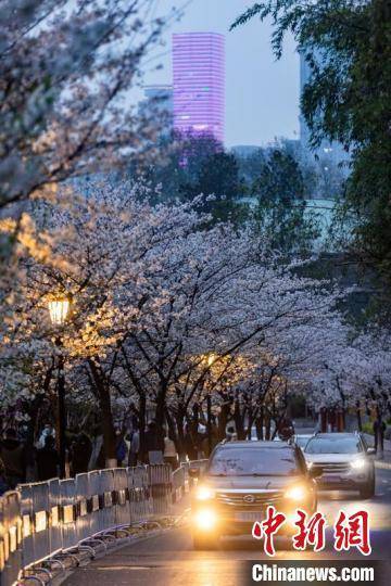 风味|南京街头夜樱烂漫