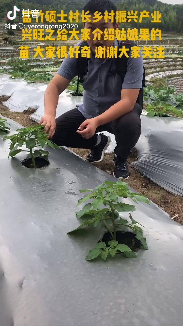 富竹硕士村长村里的姑娘果给您女朋友最好礼物乡村生活农业农村回农村