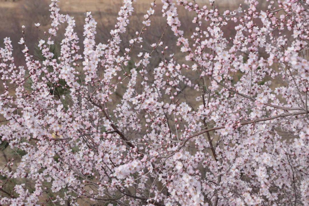 彭阳的山花开了 移动社