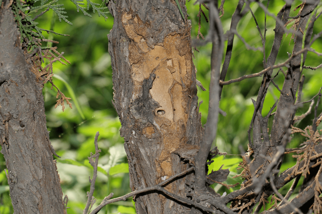 园林有害生物早春虫害防治集锦