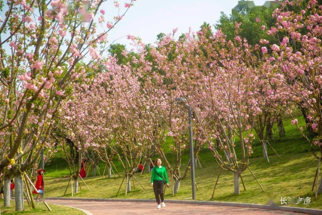 长寿赏樱花攻略赶紧收藏