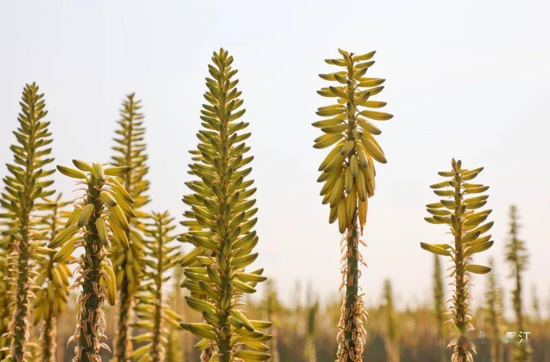 元江芦荟花盛放太太太惊艳了附大量美图
