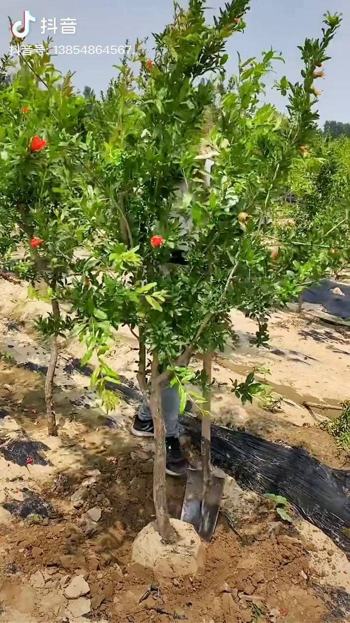 当年移栽当年挂果的石榴树庭院植物石榴树石榴树苗果树苗