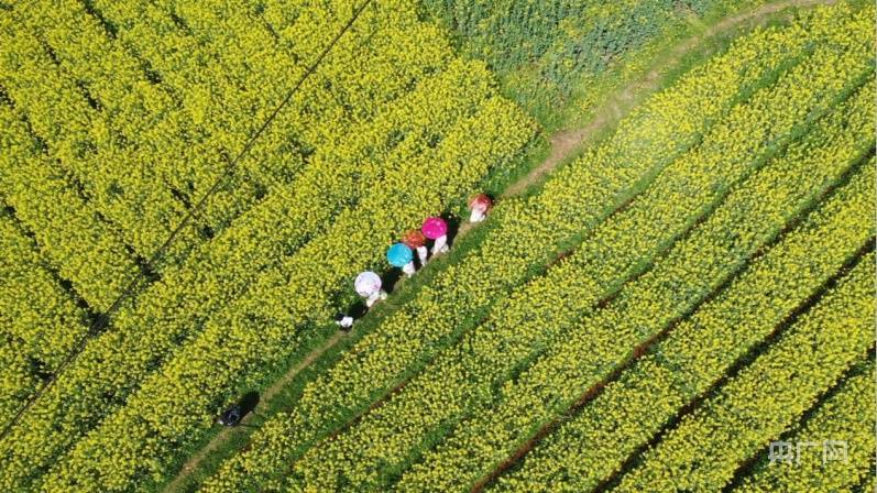 油菜花|湖南祁东“冬闲田”不闲 今春17个千亩花海成农旅网红打卡点