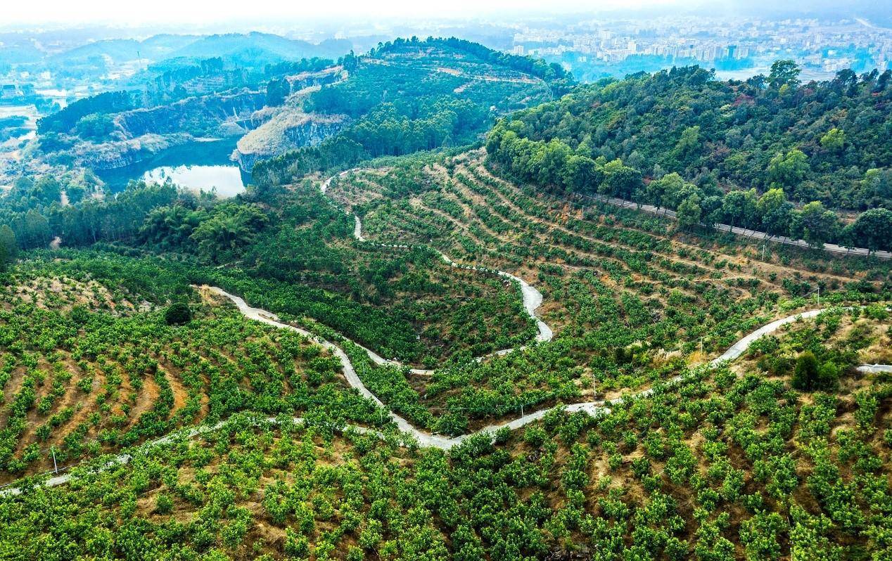 四海|化橘红花开，馥郁飘四海！1440小时慢直播共同云赏花