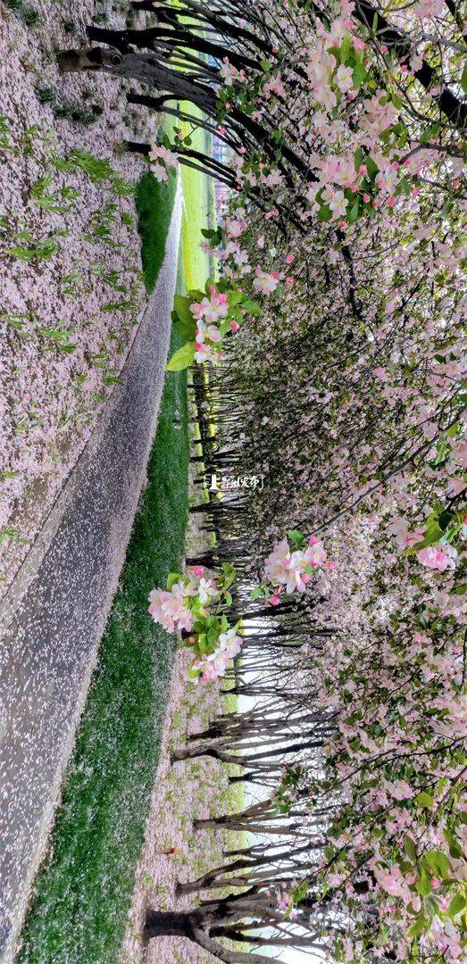 自由|“云赏花”约起！把郑州的春天拍下来送给你……
