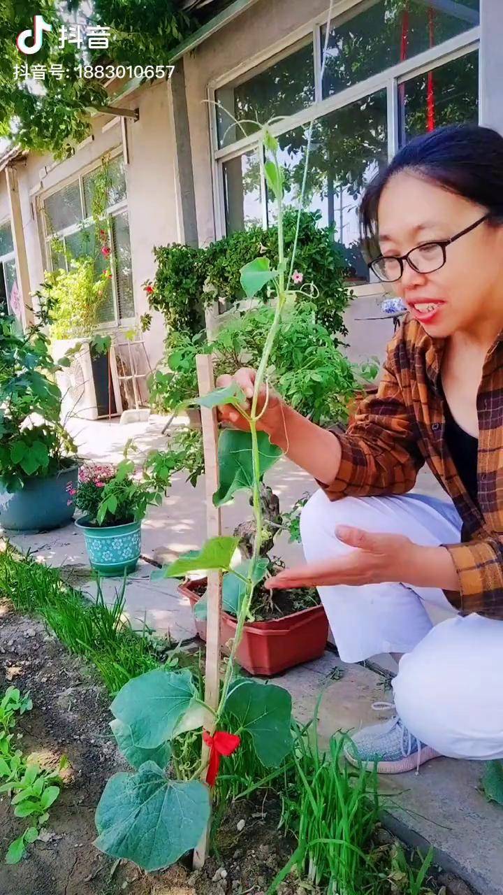 葫芦主蔓是不结葫芦的子蔓孙蔓结葫芦现在打叉目的就是让它集中养分