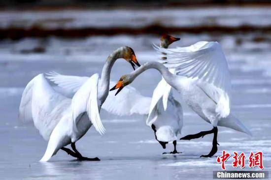 柴达木盆地|上百只天鹅在柴达木盆地可鲁克湖翩翩起舞
