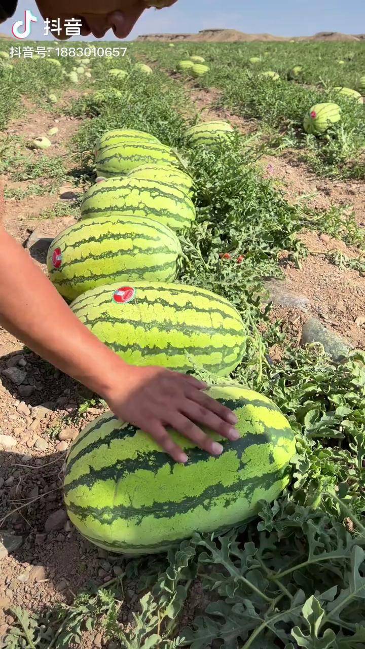 去年卖报了的懒汉西瓜种子终于到货了喜欢的赶紧行动吧抖音好物年货节