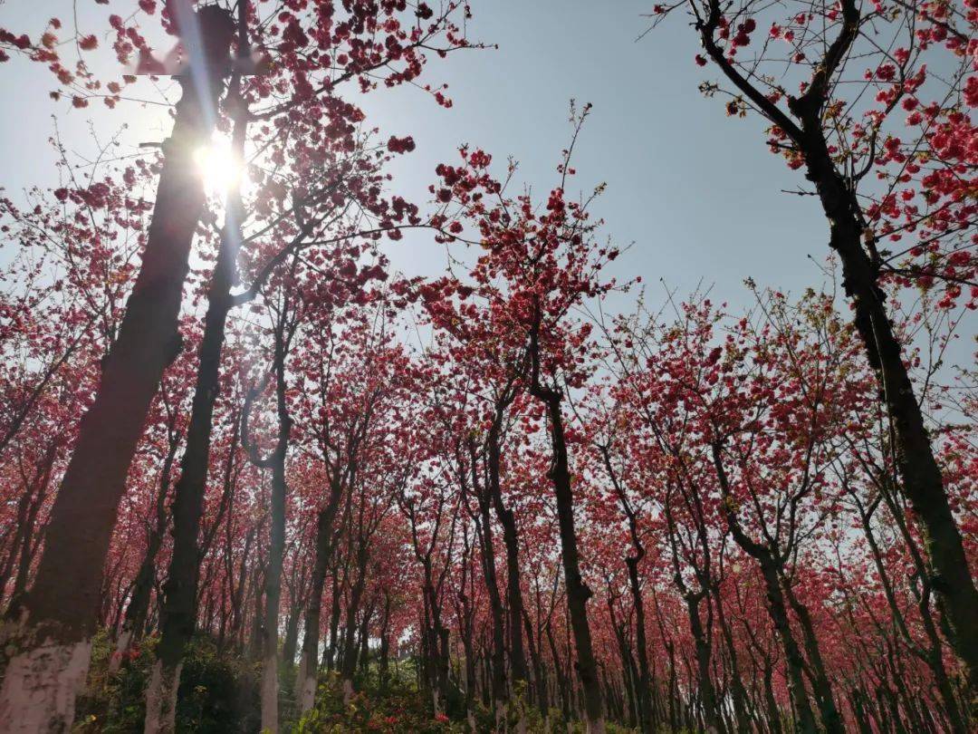 保山东山百亩樱花如约而至