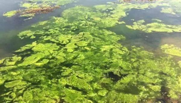 水稻_稻田_水绵