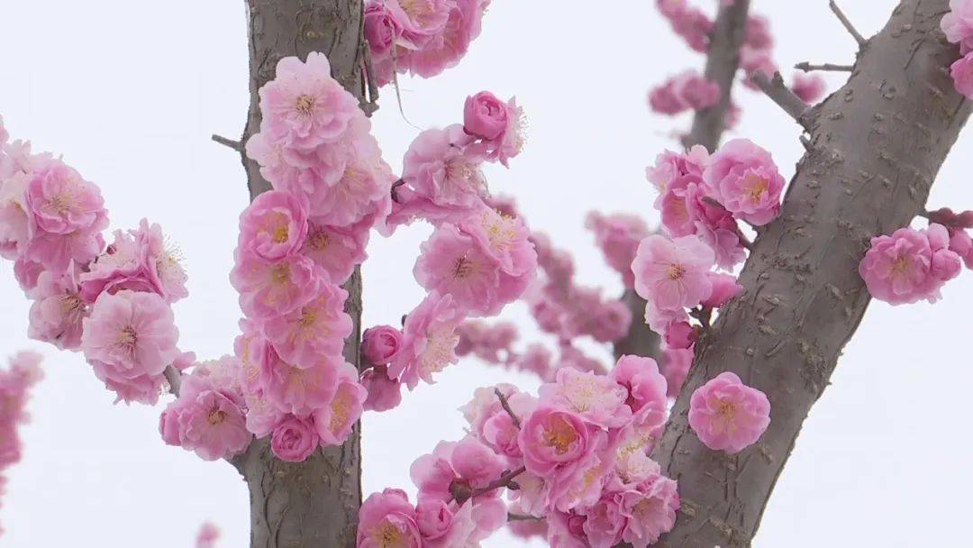 滹沱河生态区除了观赏梅花之外,位于子龙大桥附近的映秀山上,山桃花也