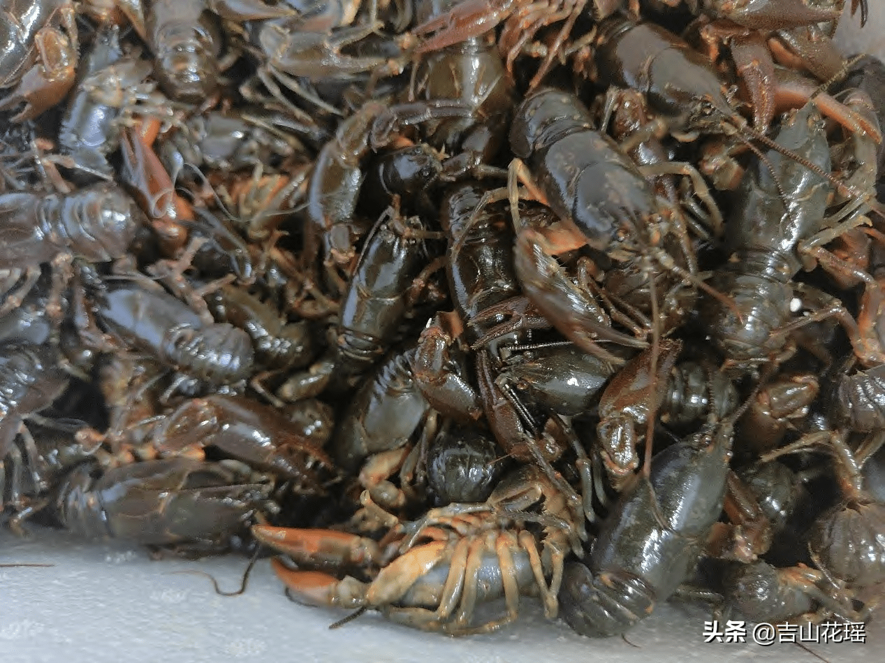 微流水池塘养殖东北蝲蛄效益高