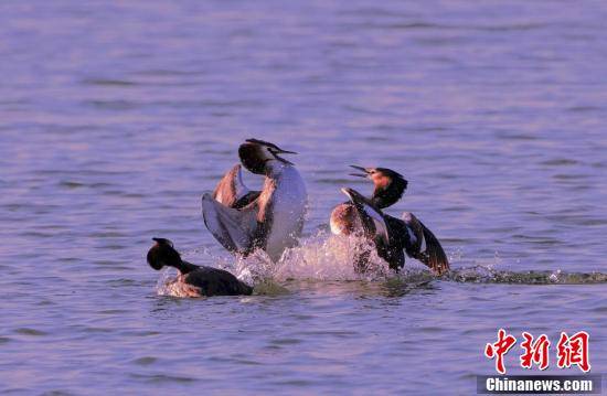 凤头??在“京津冀最美湿地”衡水湖畔舞动春色