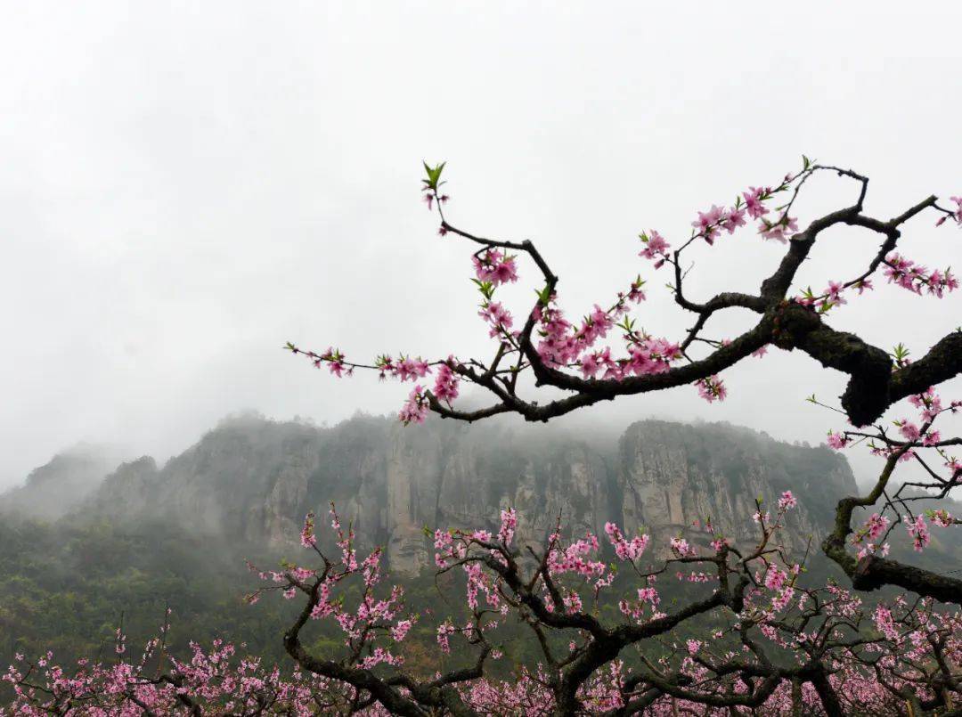 近日,一场细雨斜风后,浙江省天台县后岸村桃花竞相绽放,在"十里铁甲龙