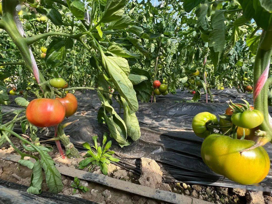 正等待着被采摘只见一排排圆润鲜亮的柿子挂满秧藤富硒碱地柿子大棚里