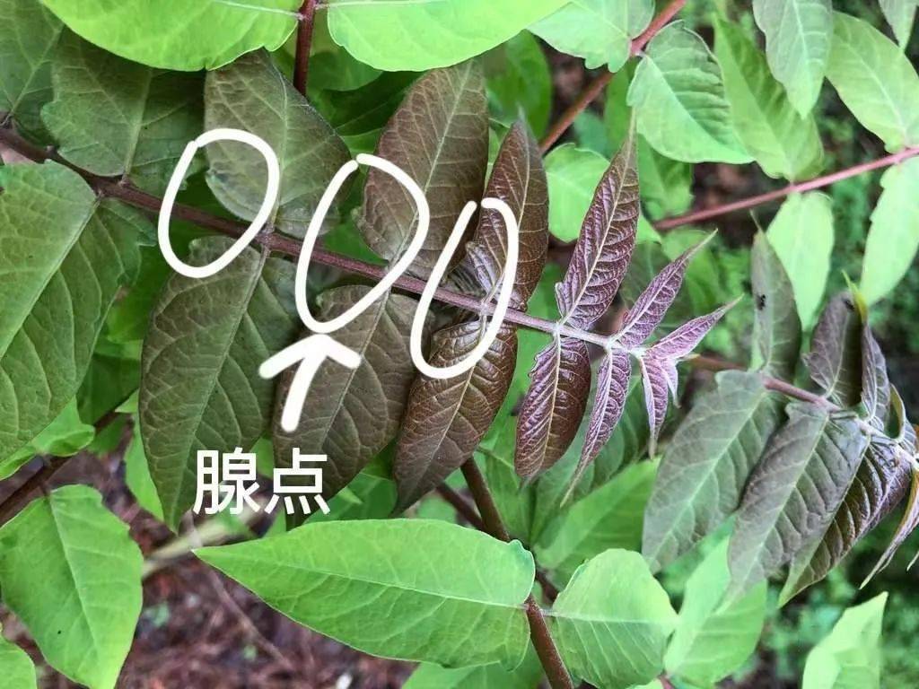 臭椿新芽和香椿确实很像,但仔细看,臭椿的叶子上有腺点.
