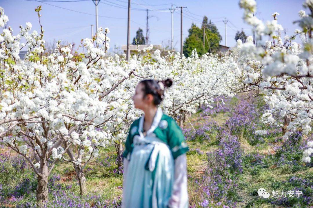 到达|在阳春三月里邂逅梨花盛开