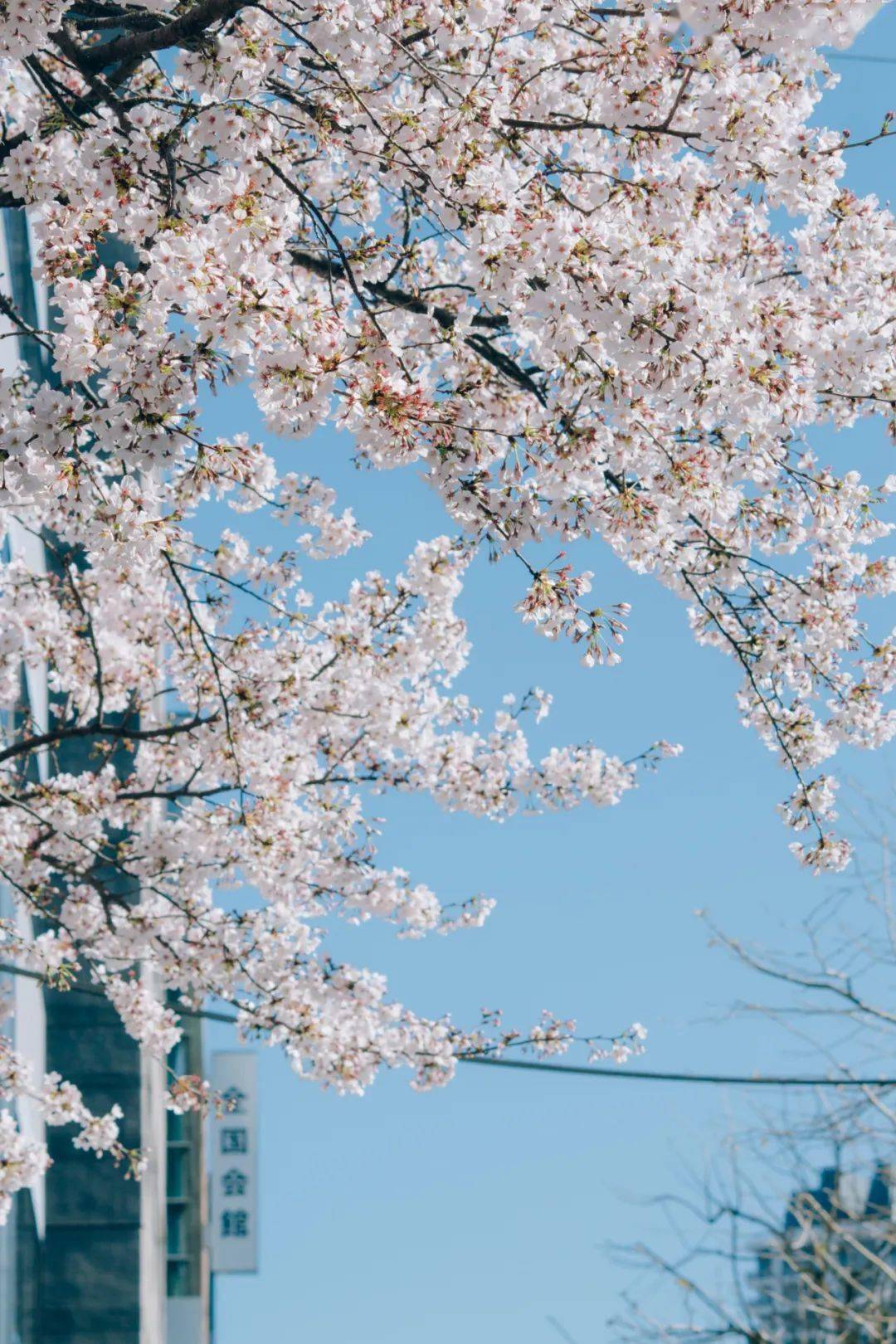 张图|88张图告诉你，日本的樱花到底有多美