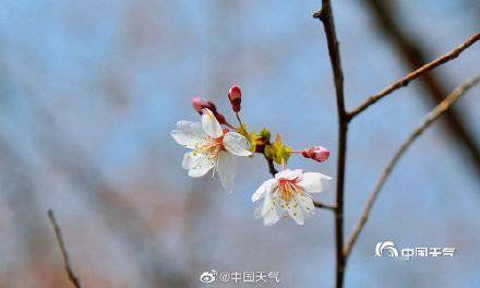 北京玉渊潭樱花初绽本周末赏花季将正式开启 天气 脚步 王晓