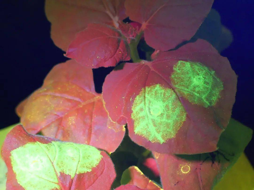 生命科学的福音,快速鉴定转基因神器_荧光_姐姐_载体