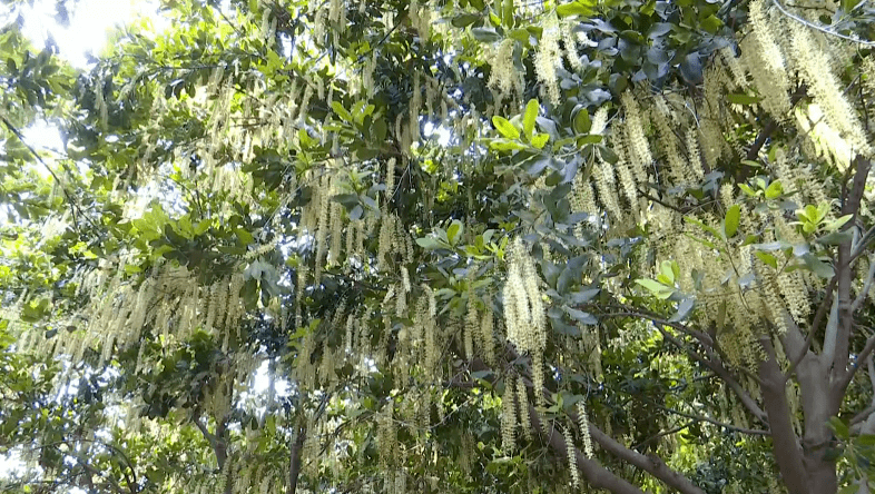 美攀枝花这里500余亩澳洲坚果花开满园