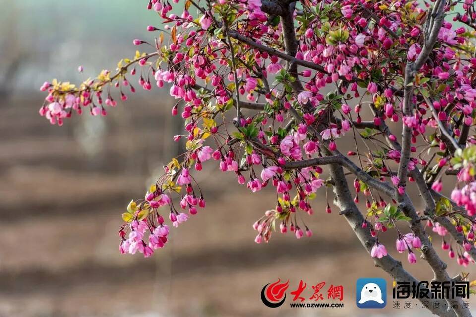 节气|花样菏泽｜满城春色关不住 一路繁花皆盛景