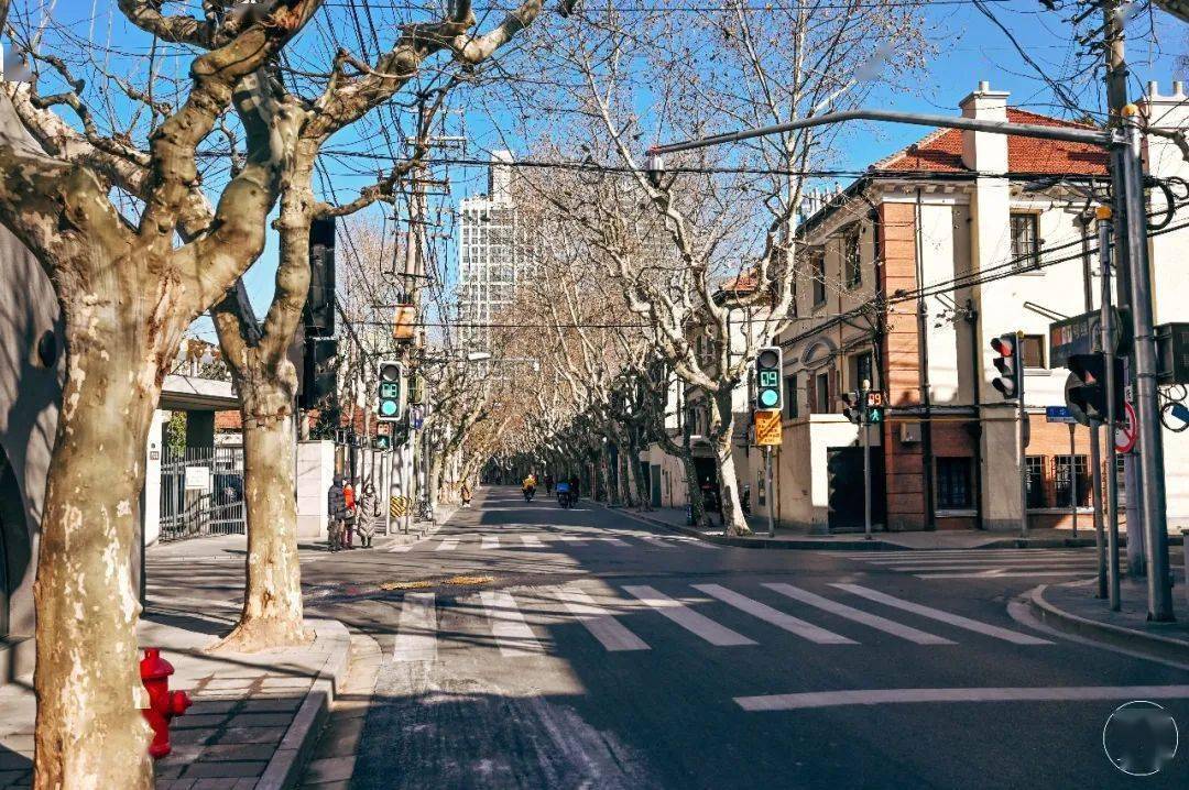 想去压马路了上海春天的马路