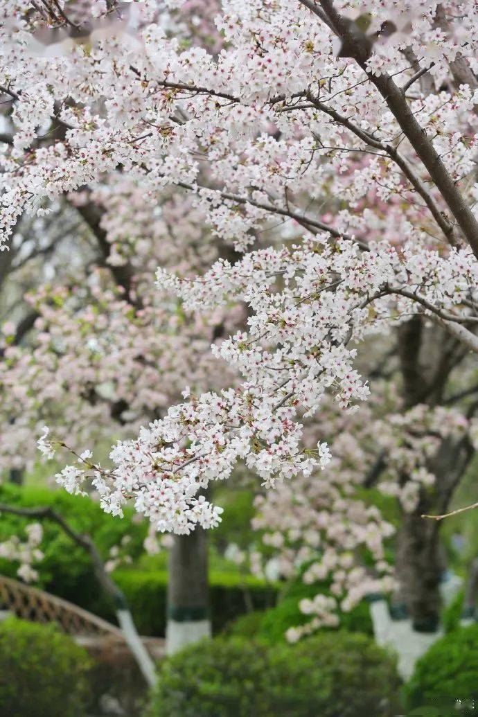 粉了粉了济南春日限定樱花美景来啦
