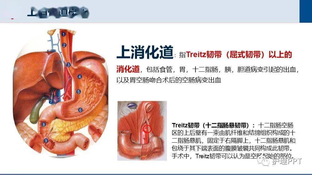 上消化道解剖ppt图片