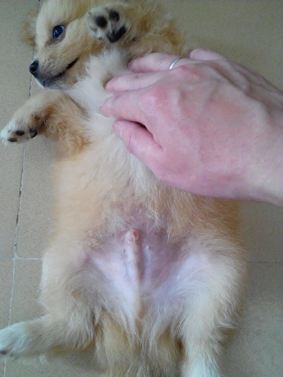 奶头_公狗_网友