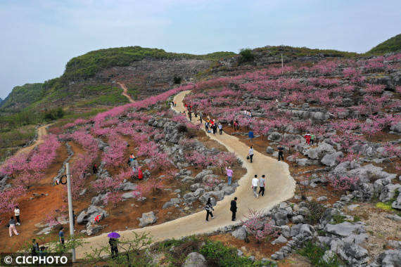 重庆市|漫山遍野春花开