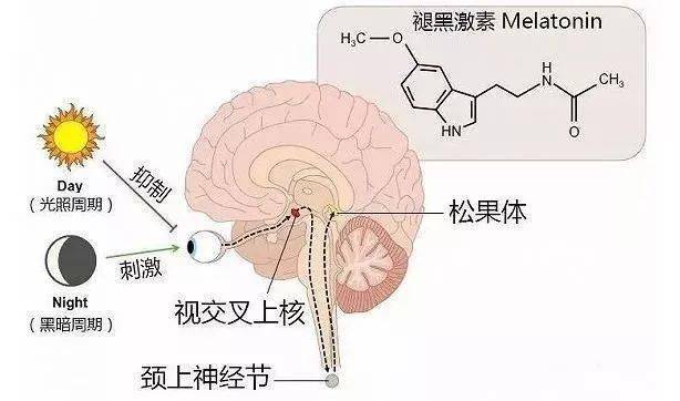 坚持游泳有助于改善睡眠质量_水平_身体_激素