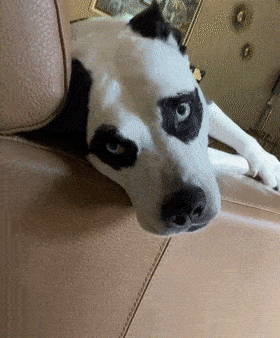 狗子因自带黑眼圈走红看了它一家三口的长相后爆笑如雷了